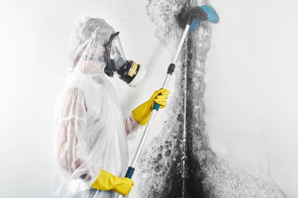 Best Attic Mold Removal  in Morgan City, LA