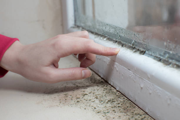  Morgan City, LA Mold Removal Pros
