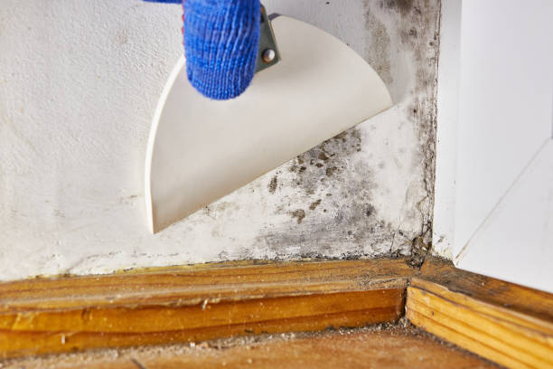 Best Post-Remediation Verification Testing  in Morgan City, LA